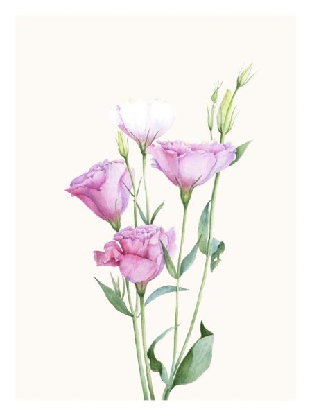 Эустома акварель