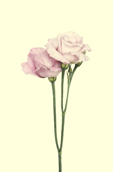 Тату Акварельная эустома