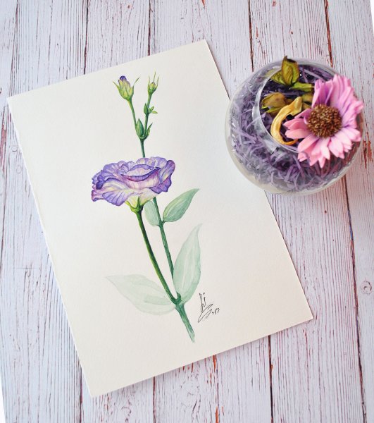 Эустома Ботанический разбор