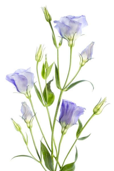 Эустома лизиантус рисунок