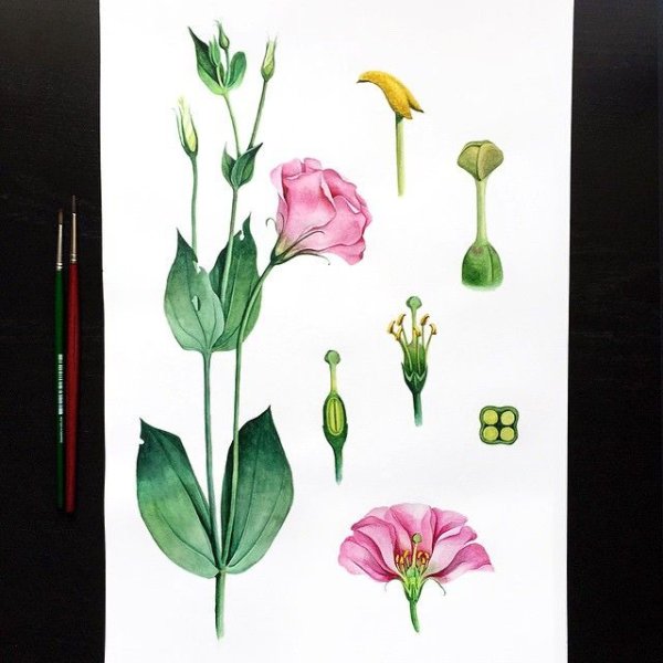 Эустома тату