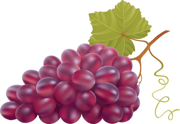 Виноград вектор