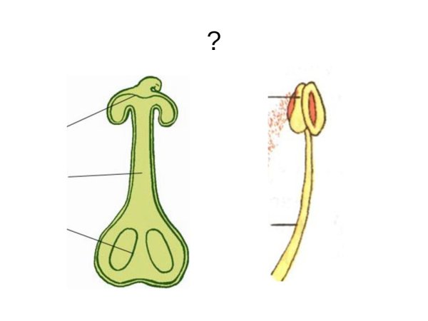 Пестики тычинки биология 6 класс
