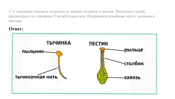 Строение пестика 6 класс биология
