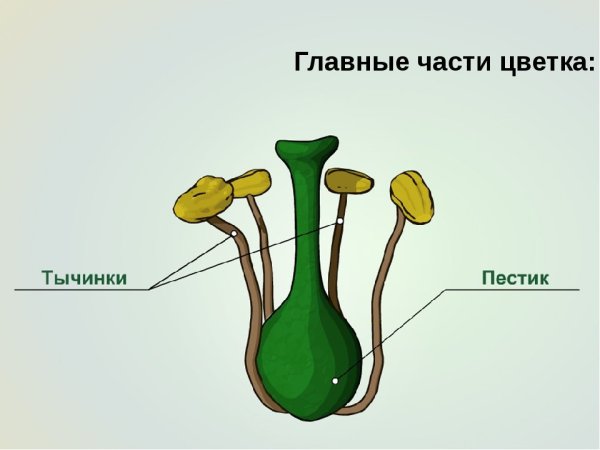Схема пестика и тычинки строение