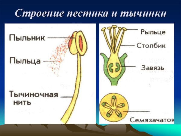 Строение цветка пестик венчик