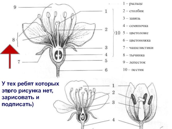 Строение завязи пестика лилии