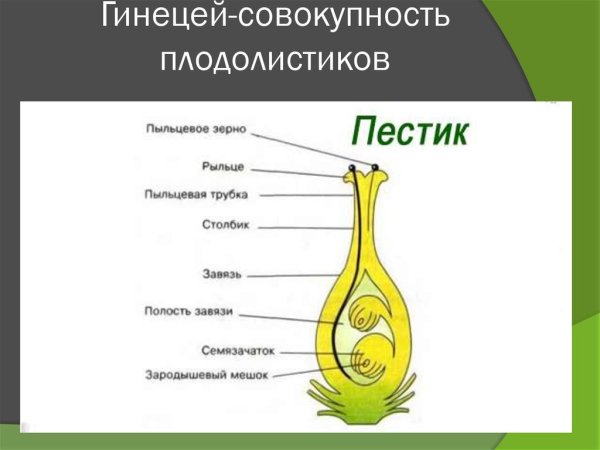 Из чего состоит пестик