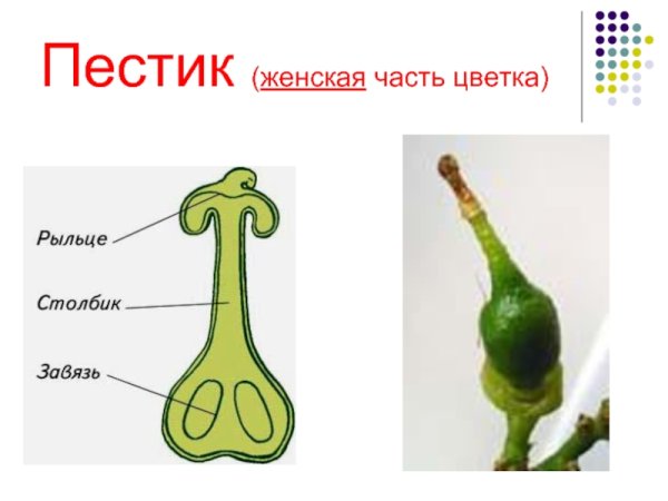 Цветок пестик и тычинка схема
