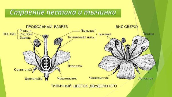 Строение тычинки и пестика рисунок