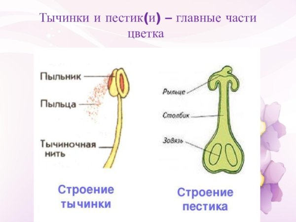 Строение пыльника цветковых растений
