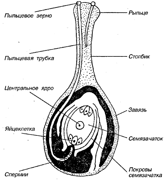 Строение поперечный срез завязи пестика лилии