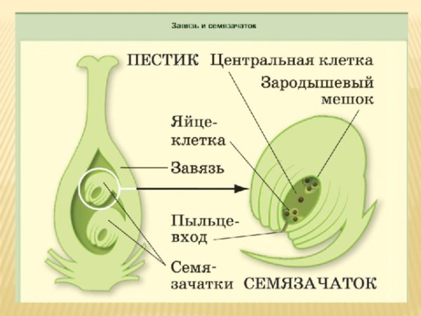 Строение цветка покрытосеменных растений функции