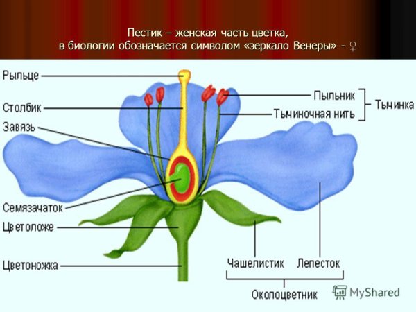 Строение цветка схема 6 класс биология