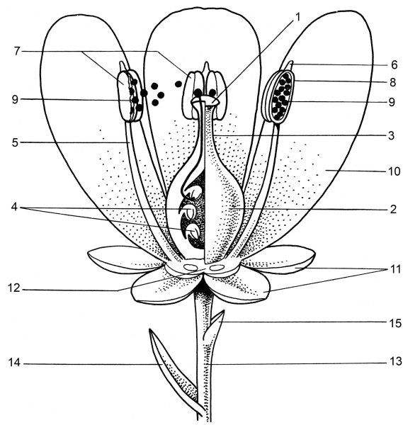 Строение растения тычинка пестик