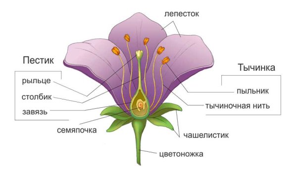 Строение завязи