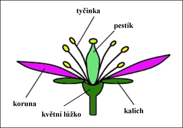 Строение цветка яблони схема