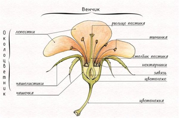 Части пестика