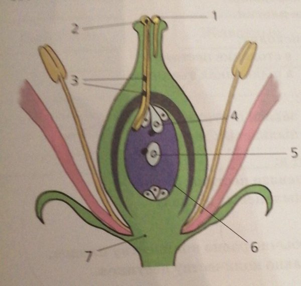 Семейство Пасленовые строение цветка