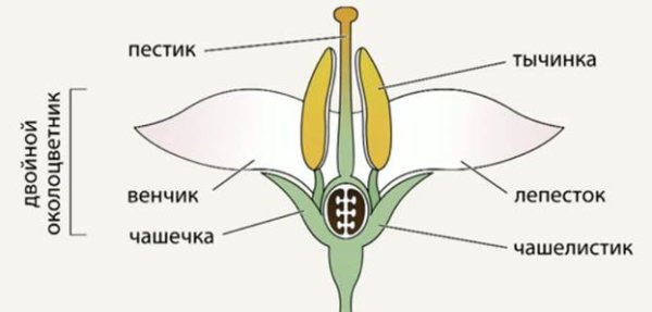 Строение растения тычинка пестик
