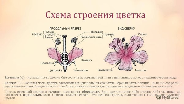 Строение цветка схема биология