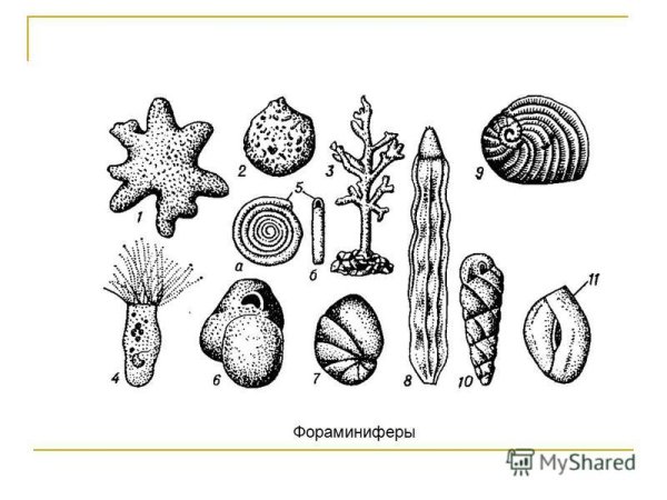 Фораминиферы строение клетки