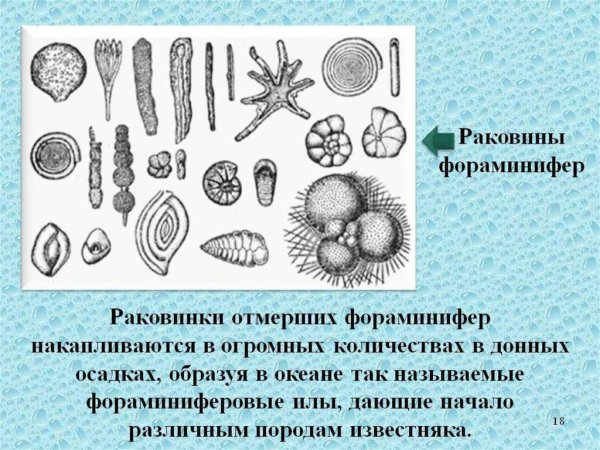 Отряд фораминиферы представители