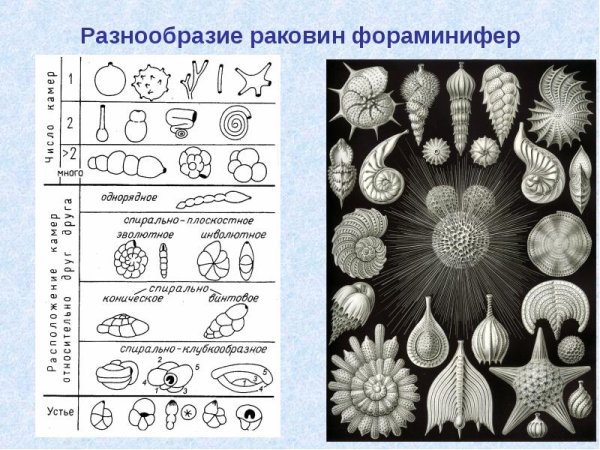 Разнообразие раковин фораминифер
