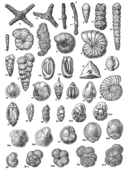 Раковинные фораминиферы