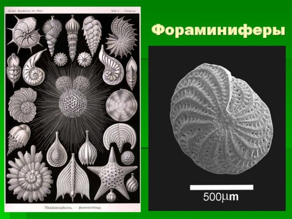 Фораминиферы Саркодовые