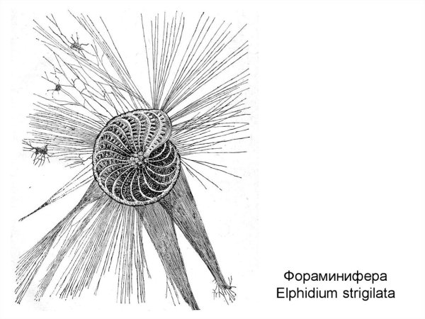 Раковина фораминиферы строение