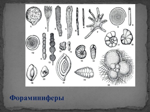 Фораминифера обитает