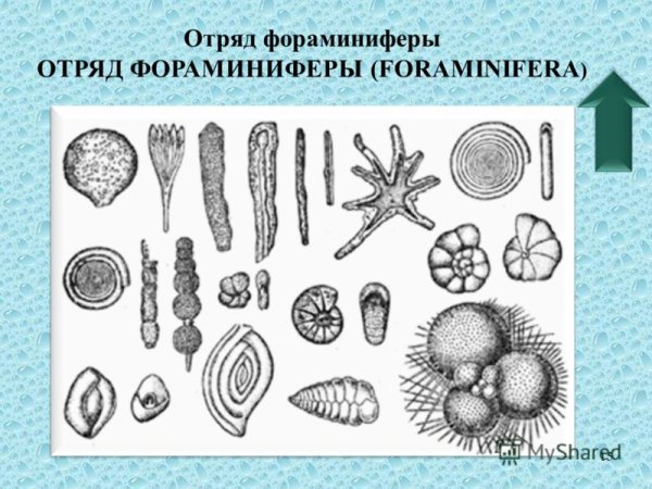 Однокамерные фораминиферы