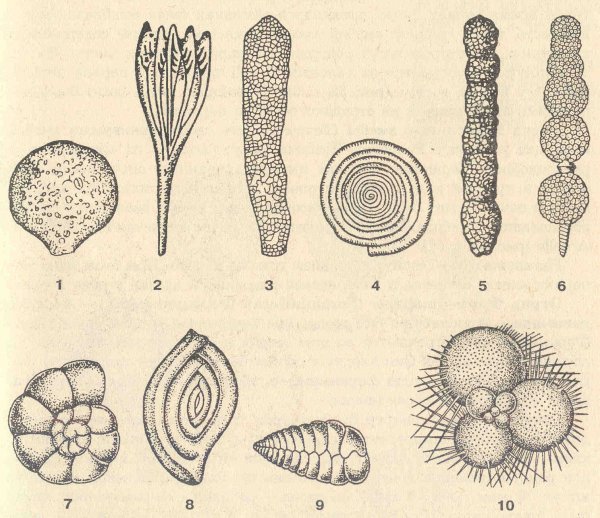 Фораминиферы строение