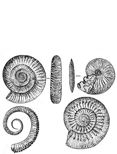 Фораминиферы дисковидная раковина