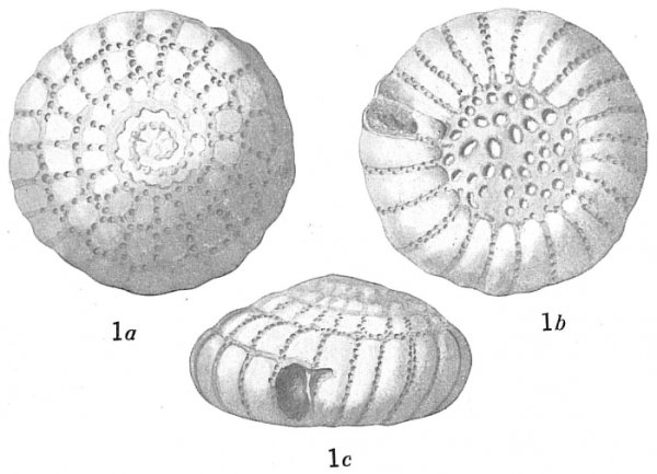 Морские корненожки фораминиферы