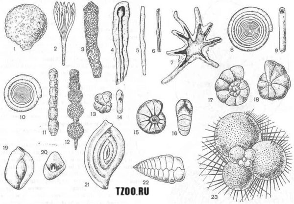 Стадии жизненного цикла фораминифер