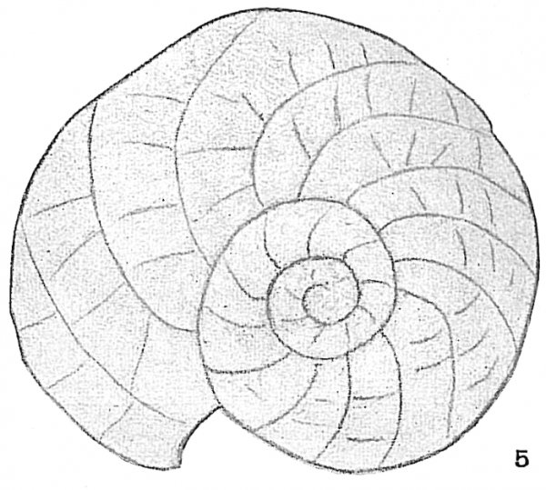 Фораминиферы Геккель