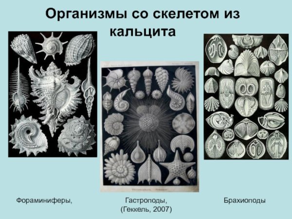 Фораминиферы строение клетки