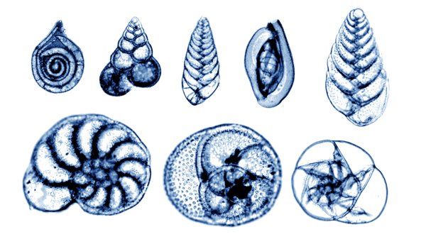 Фораминиферы строение
