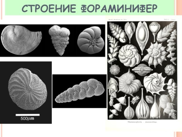 Фораминифера Роталия