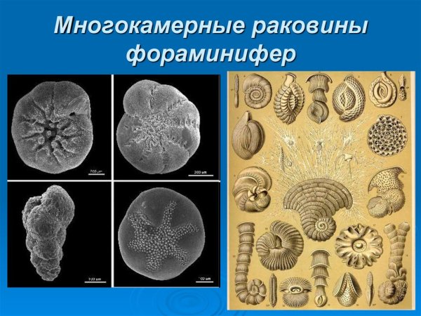 Фораминиферы радиолярии солнечники