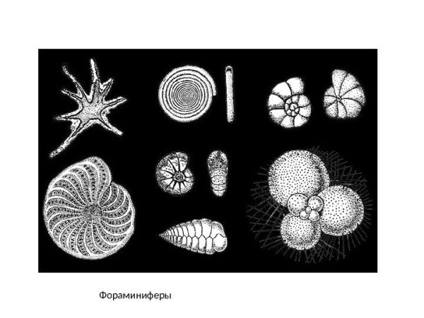 Фораминиферы и радиолярии