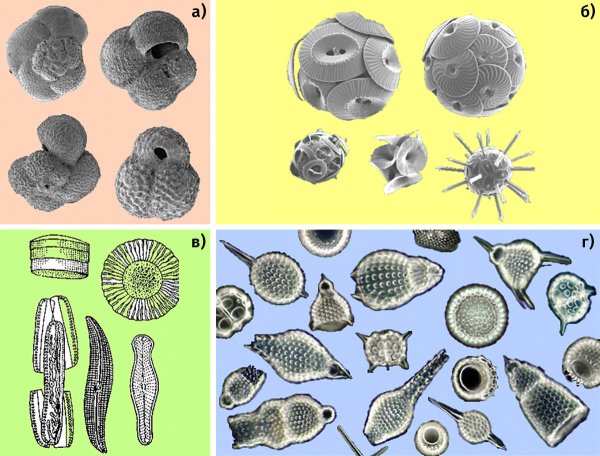 Фораминиферы Роталия строение