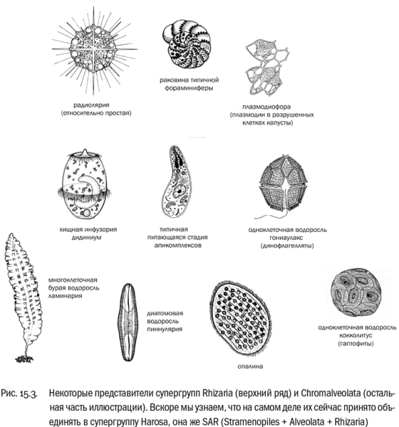 Фораминиферы солнечники лучевики