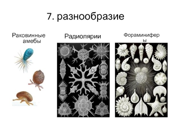 Фораминиферы строение