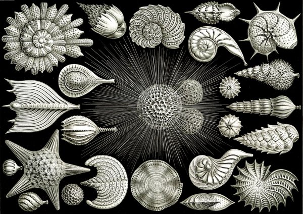 Фораминиферы Триас