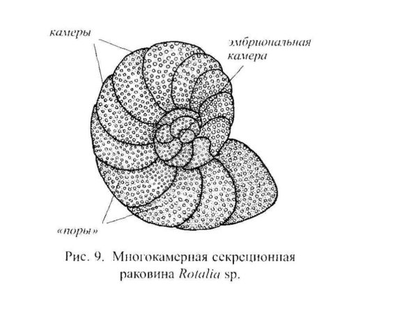 Многокамерные фораминиферы