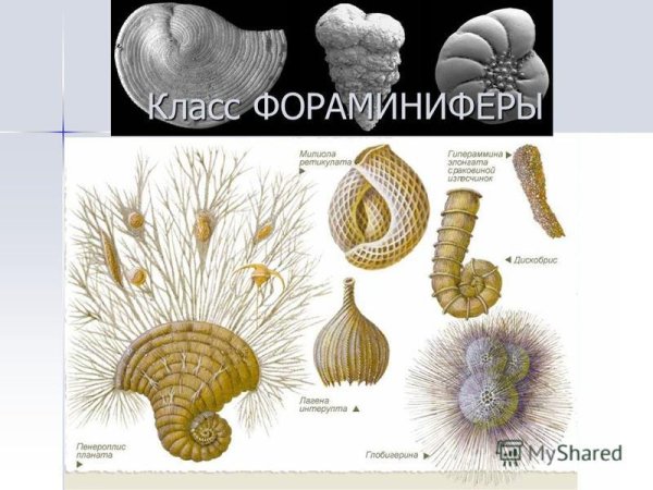 Эрнст Геккель красота форм в природе