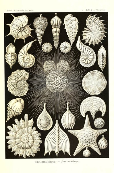 Фораминиферы это в биологии